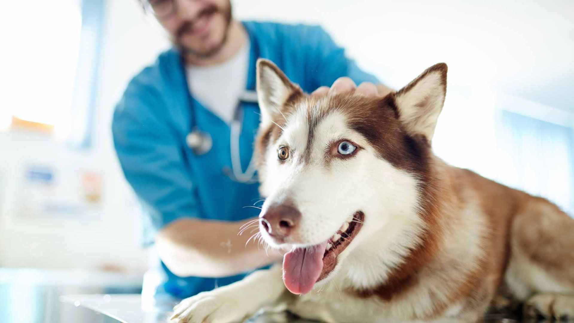Un perro husky está siendo examinado por un veterinario en una clínica veterinaria.