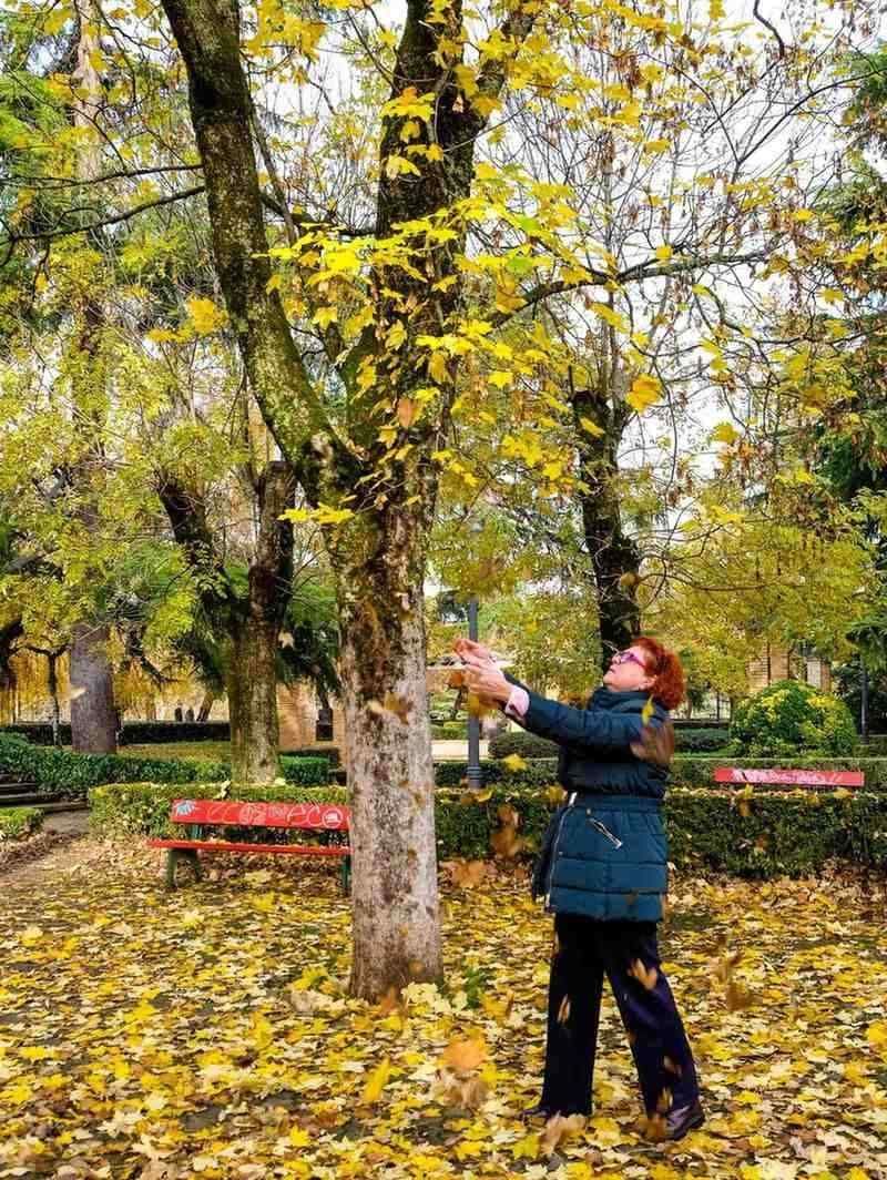Una persona extiende la mano para tocar hojas amarillas de otoño en un parque con hojas caídas en el suelo.