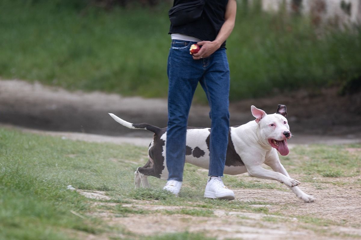 Pruebas para tramitar la licencia de animales potencialmente peligrosos