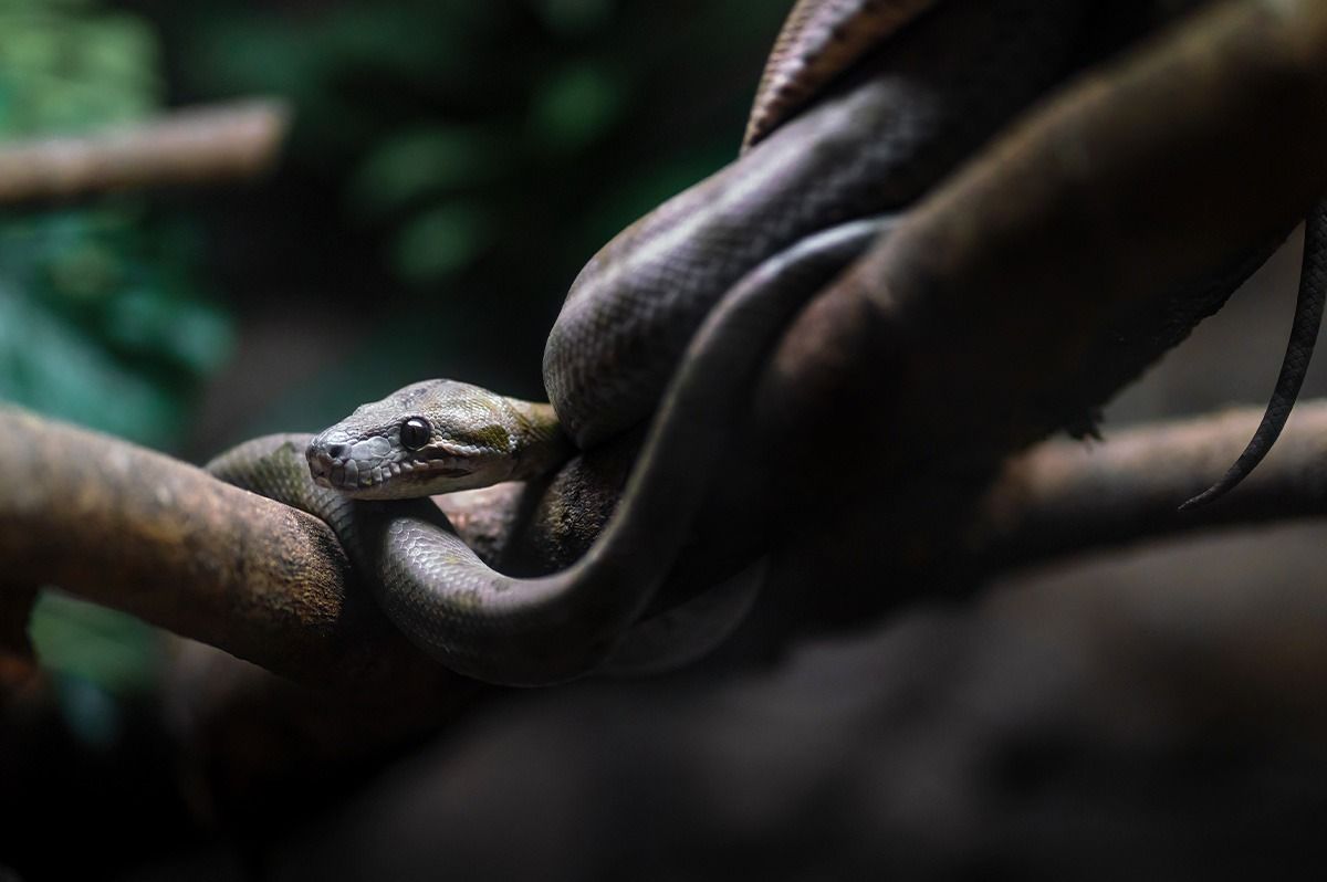 Reconocimiento psicofísico para tenencia de animales potencialmente peligrosos