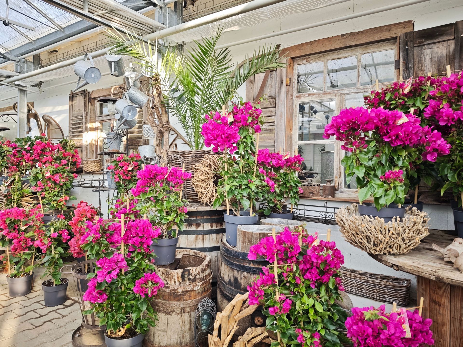 Rosa Bougainvillea in Töpfen, ausgestellt auf rustikalen Fässern vor einem Schaufenster