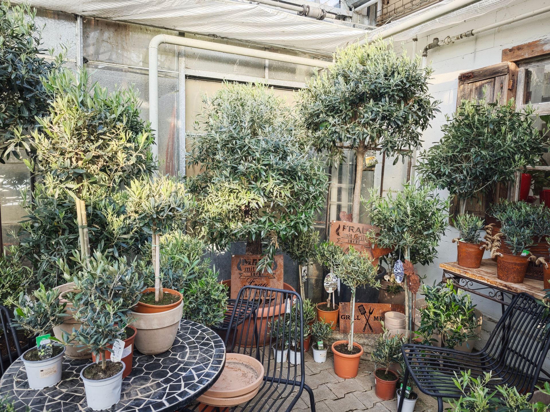 Sonnendurchflutete Terrasse voller Topfpflanzen und -bäume, ein schwarzer Metalltisch und Stühle