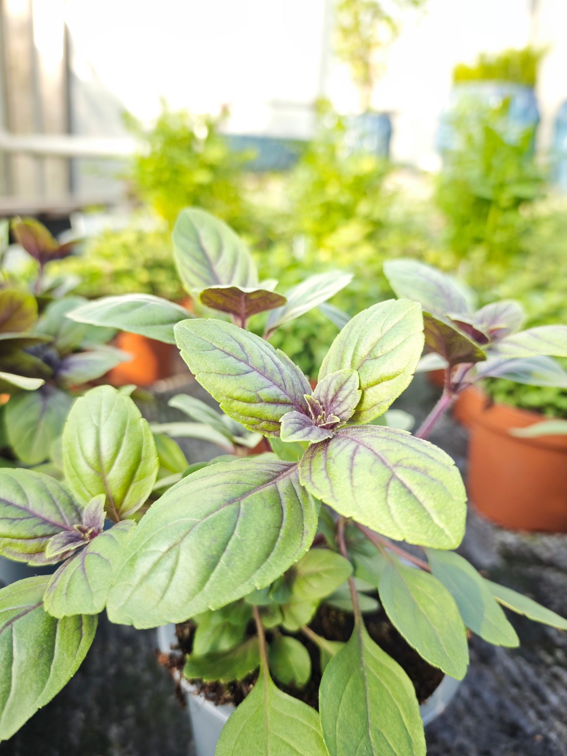 Nahaufnahme von grünen und violetten Basilikum-Sämlingen in kleinen Töpfen auf einer sonnigen Fensterbank
