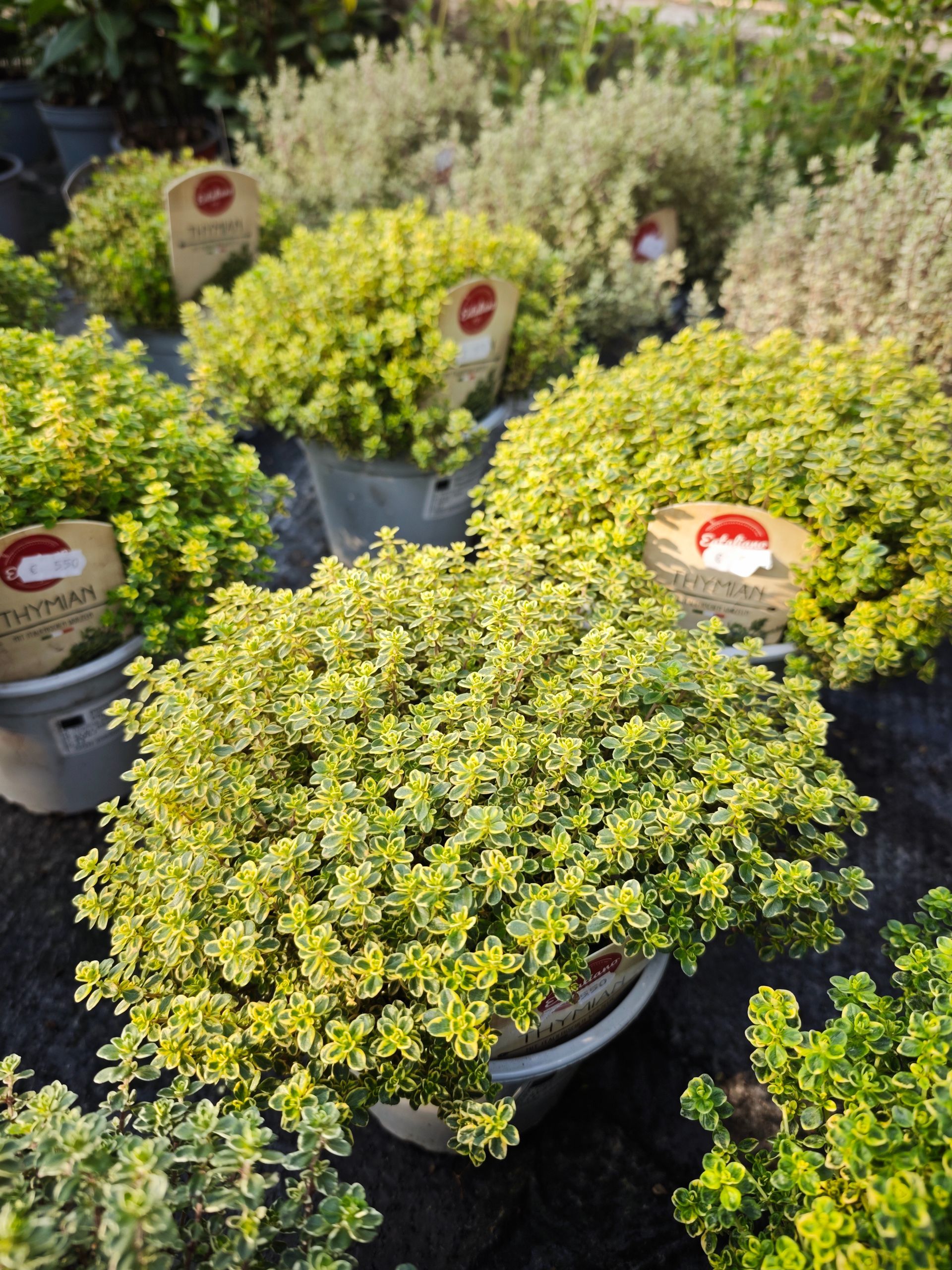 Reihen von Topfsträuchern mit leuchtend gelbgrünem Laub in einem Gartencenter