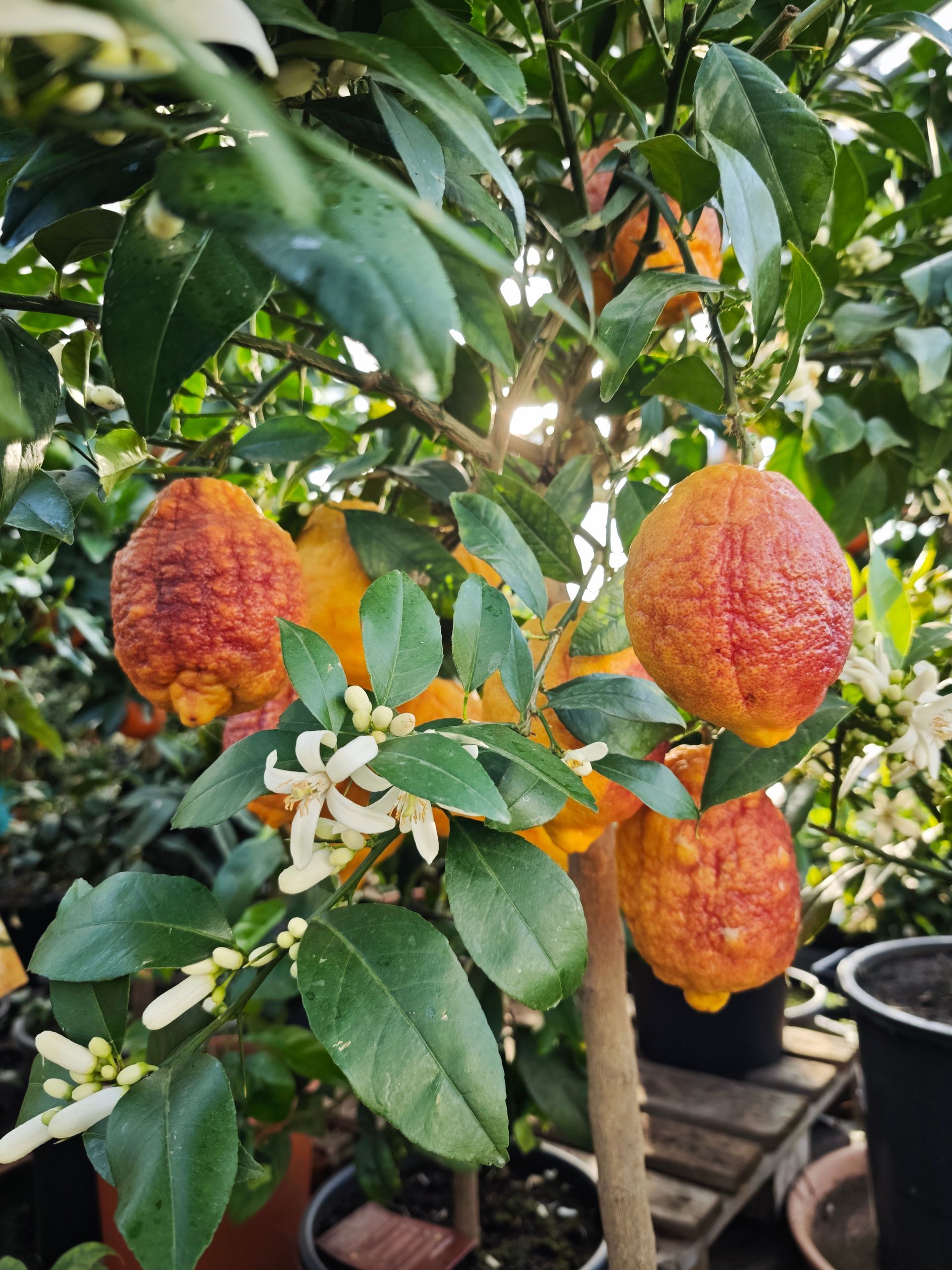 Litschibaum mit reifen rot-orangen Früchten und weißen Blüten zwischen grünen Blättern im Topf