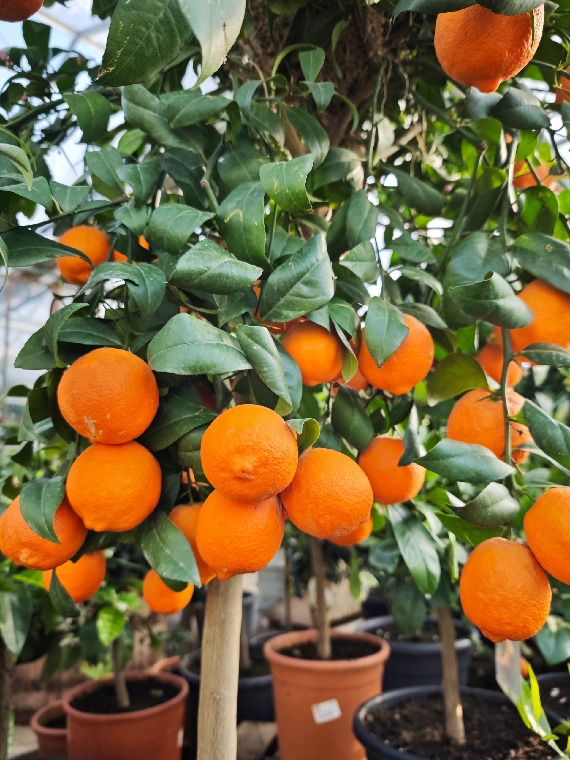 Orangenbaum mit reifen Orangen im Topf, mit glänzend grünen Blättern in einer Baumschule