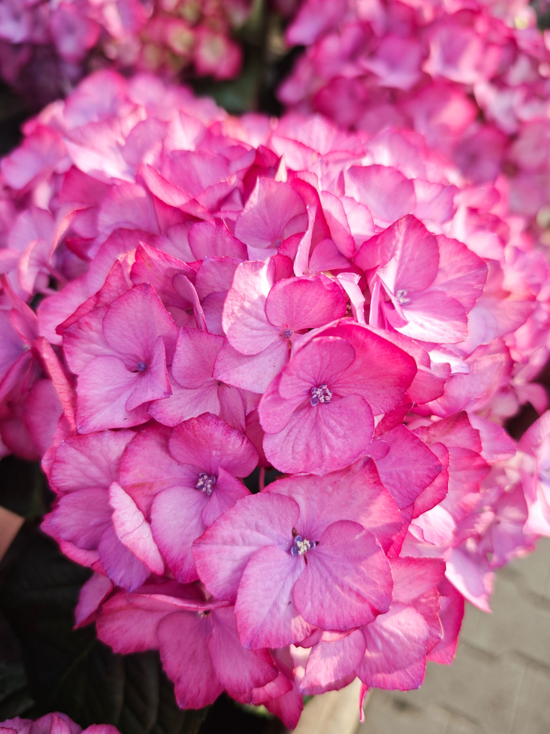 Nahaufnahme eines Büschels rosa Hortensienblüten