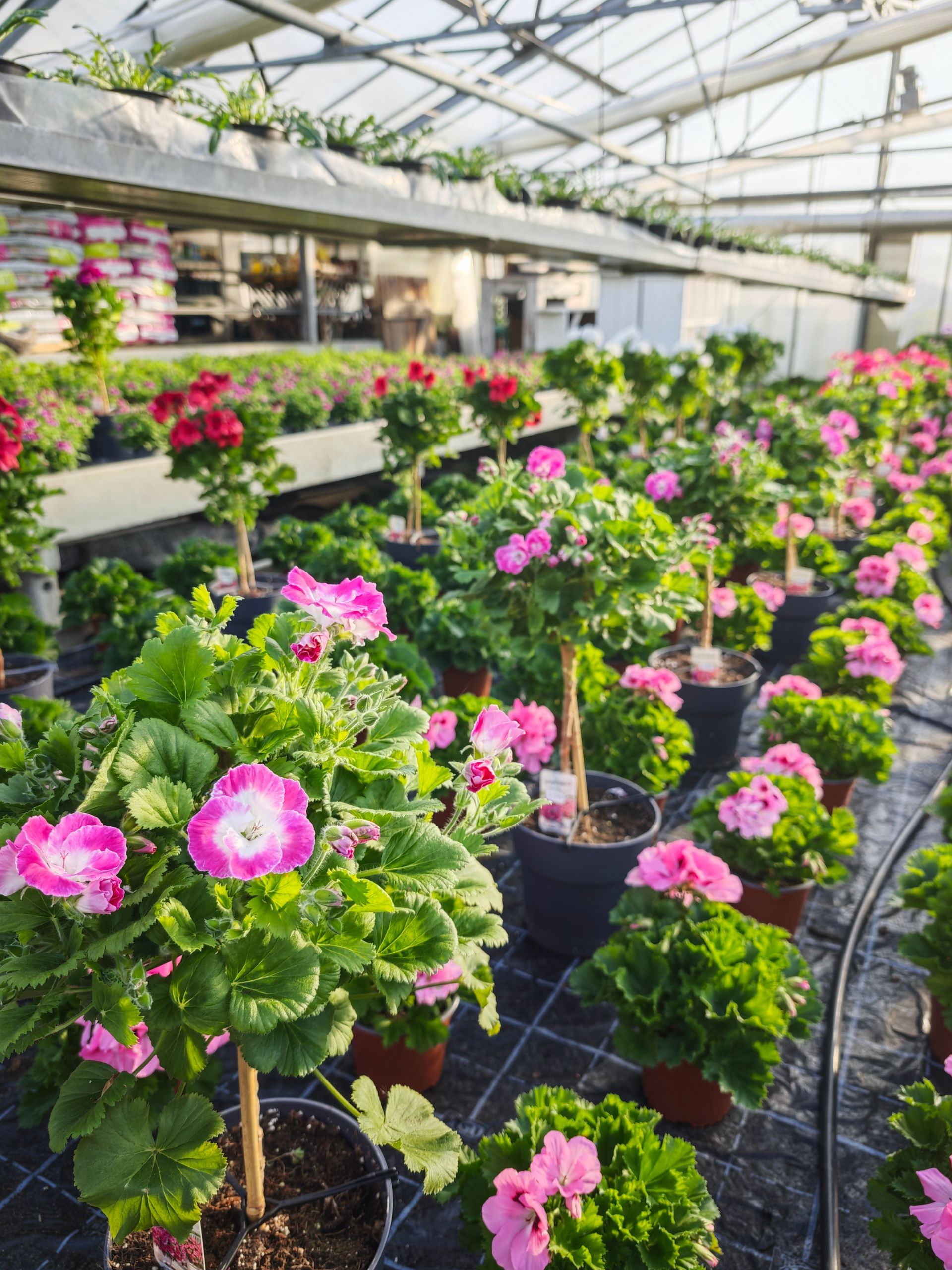 Rosa blühende Topfpflanzen in einem Gewächshaus mit Reihen von Grünpflanzen und hellem Tageslicht