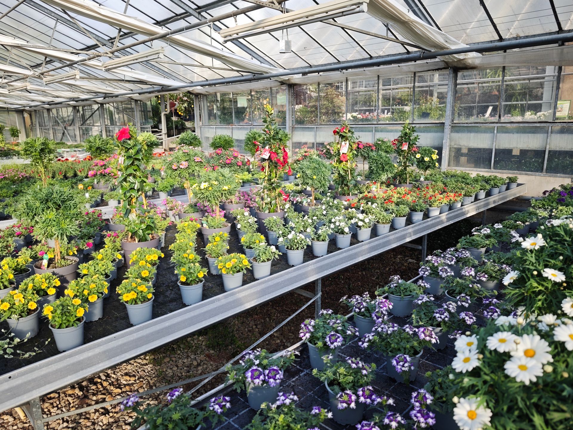Reihen von Topfblumen in einem Gewächshaus, mit farbenfrohen Blüten auf Bänken und weißen Gänseblümchen im Vordergrund