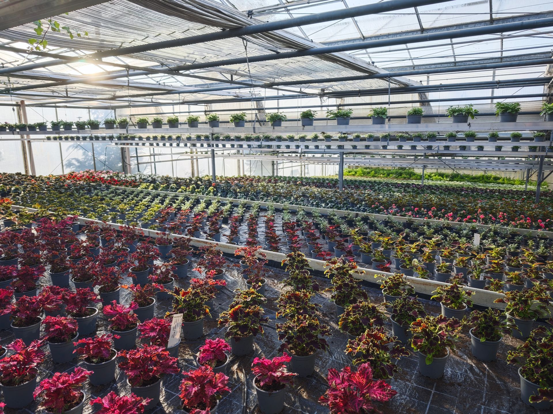Blumengewächshaus mit Reihen farbenprächtiger, blühender Pflanzen unter einem Glasdach