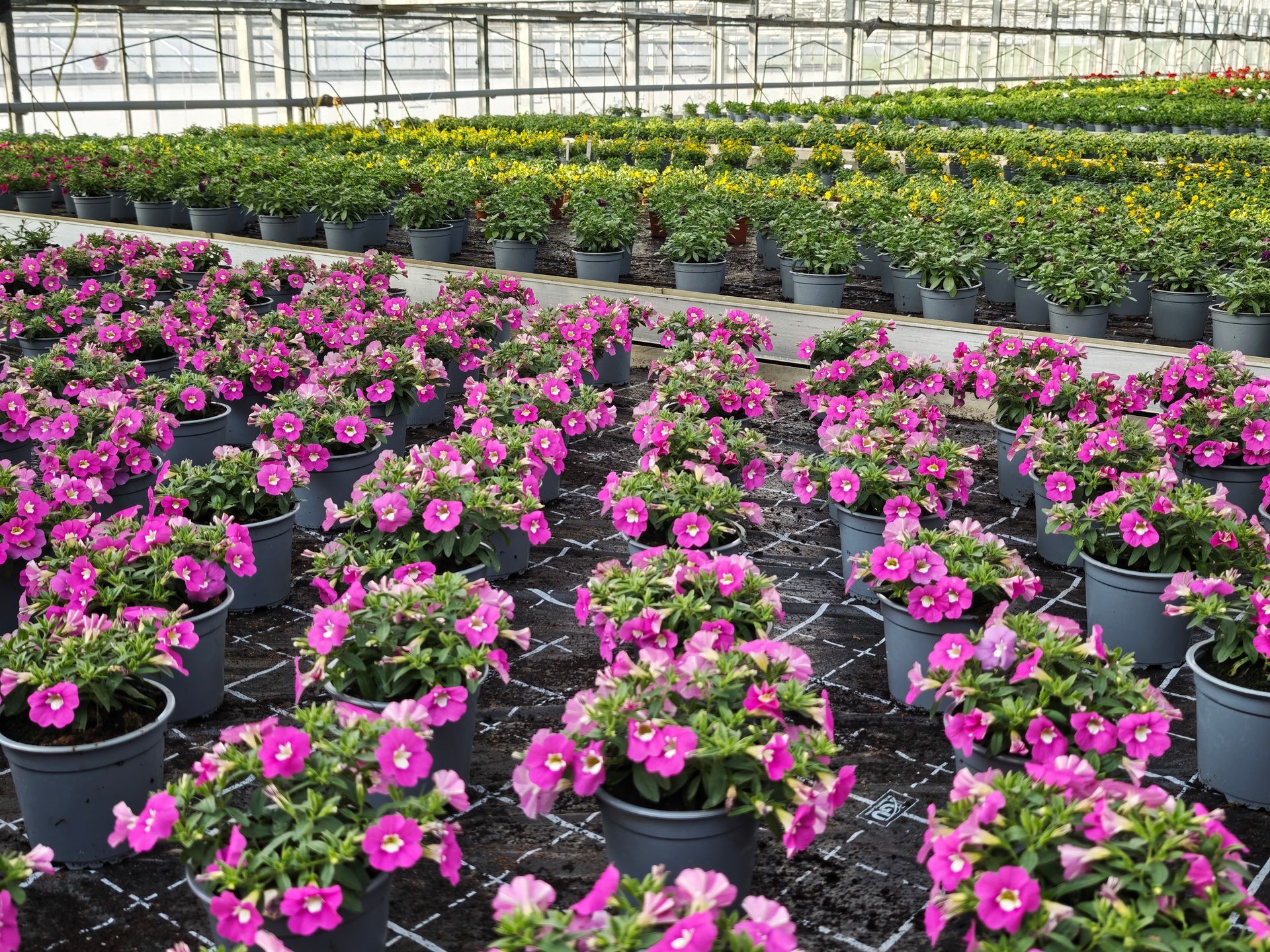 Reihen von Topfblumen in Rosa in einer Gewächshausgärtnerei