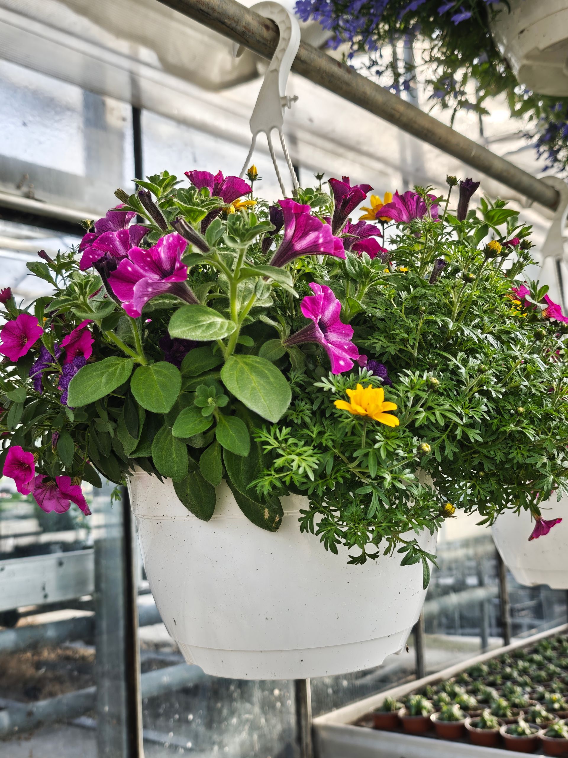 Hängender weißer Pflanzkasten mit rosa und gelben Blumen im Gewächshaus