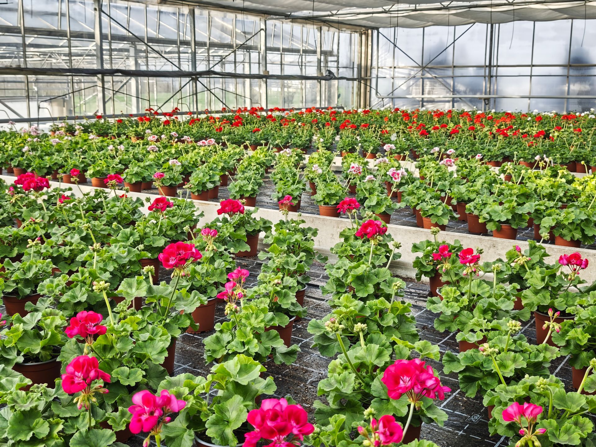 Gewächshaus gefüllt mit Reihen rosa blühender Pflanzen und üppigem Grün