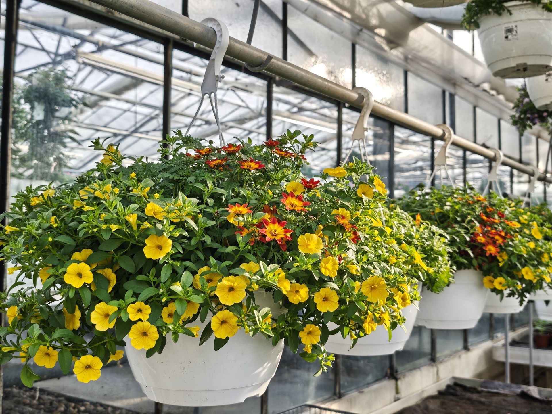 Hängeampeln mit gelben und orangen Blumen im Gewächshaus