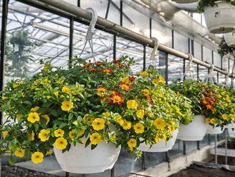 Reihen bunter Chrysanthemen in Rot-, Rosa-, Orange- und Gelbtönen.