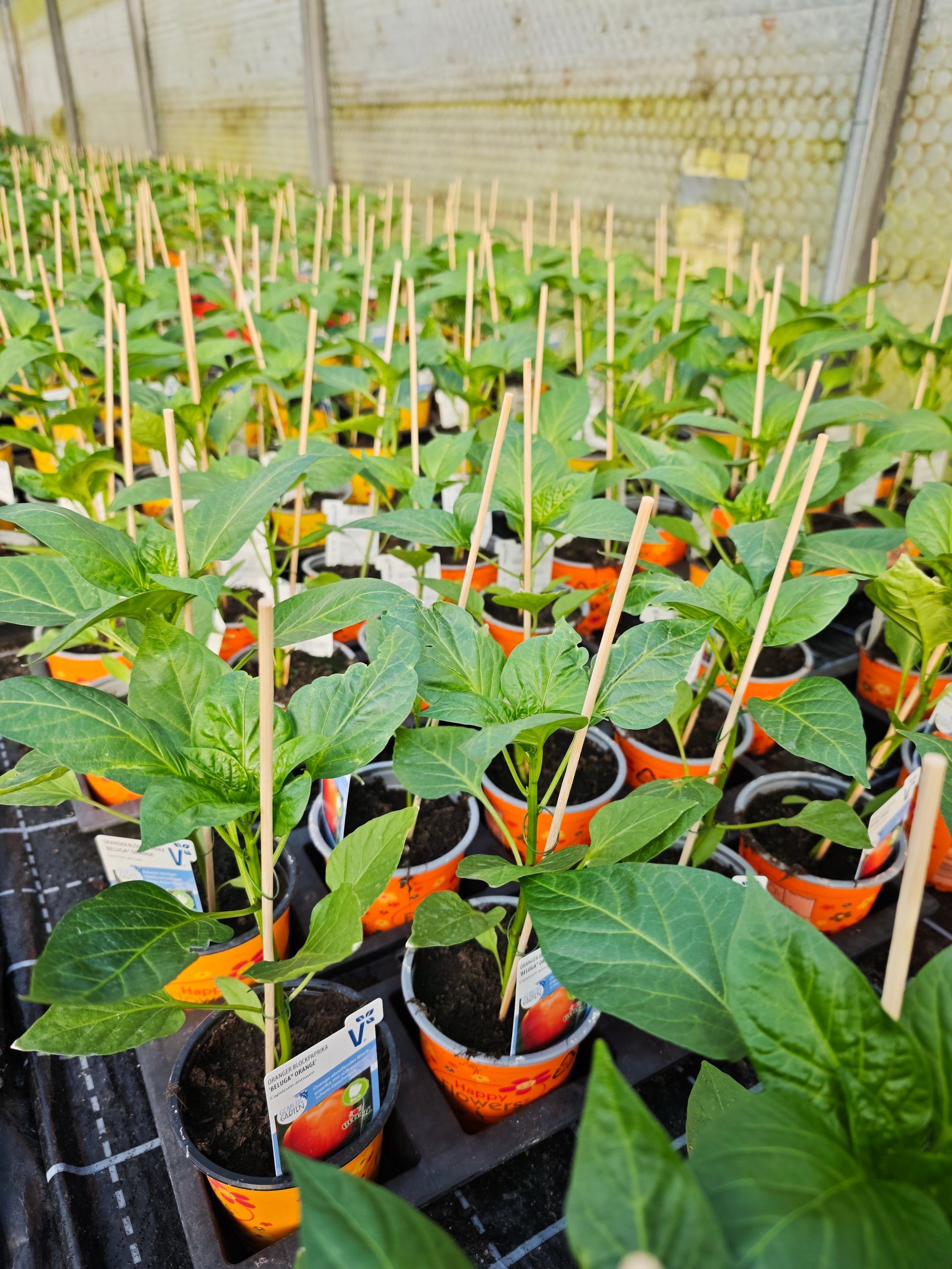 Reihen junger, eingetopfter Sämlinge in einem Gewächshaus, mit grünen Blättern und Holzpflöcken.