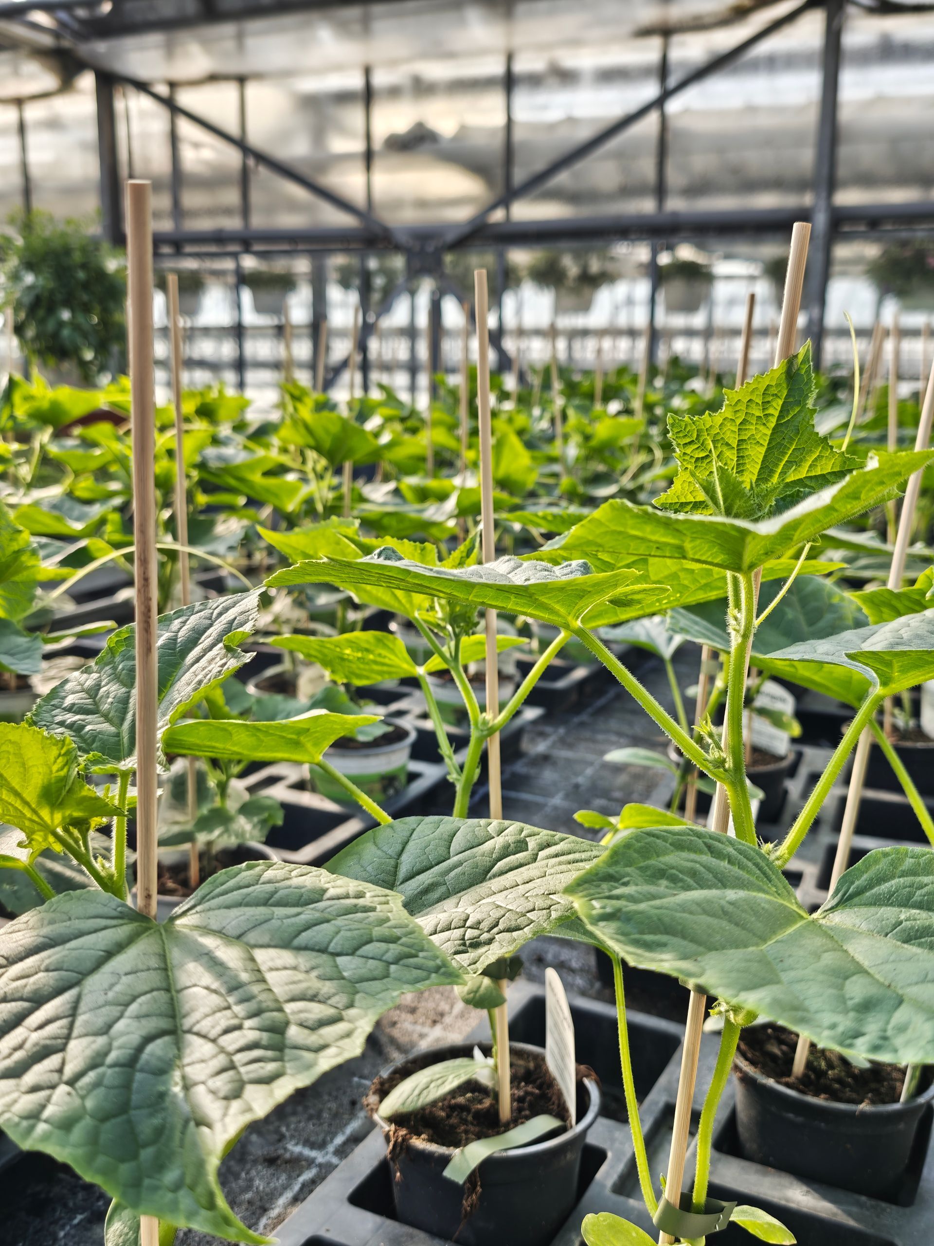 Reihen junger grüner Sämlinge in schwarzen Töpfen in einem Gewächshaus