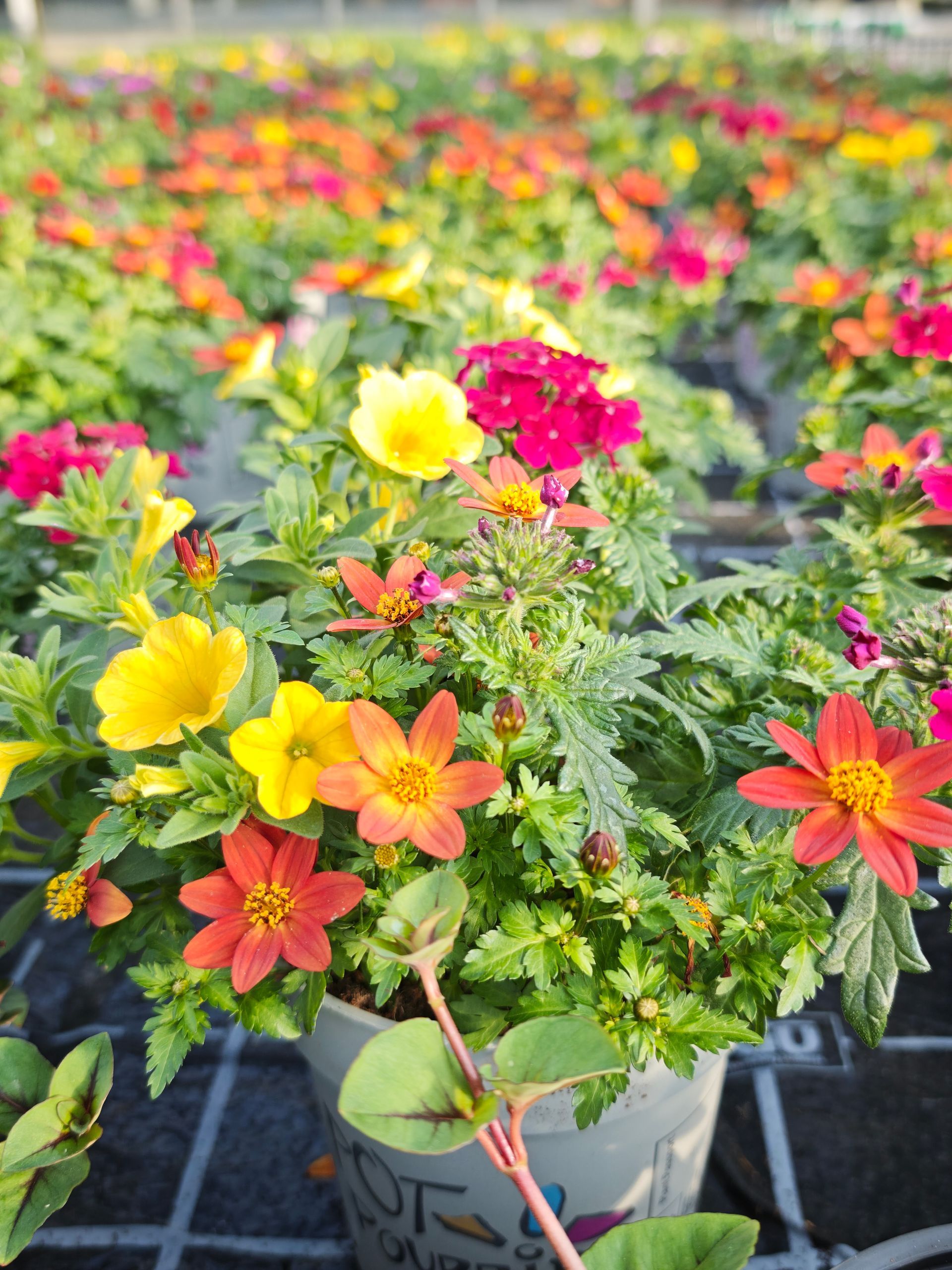 Gelbe, orange und rosa Topfblumen auf einer Gewächshausbank, im Hintergrund sind weitere Blüten verschwommen zu erkennen.