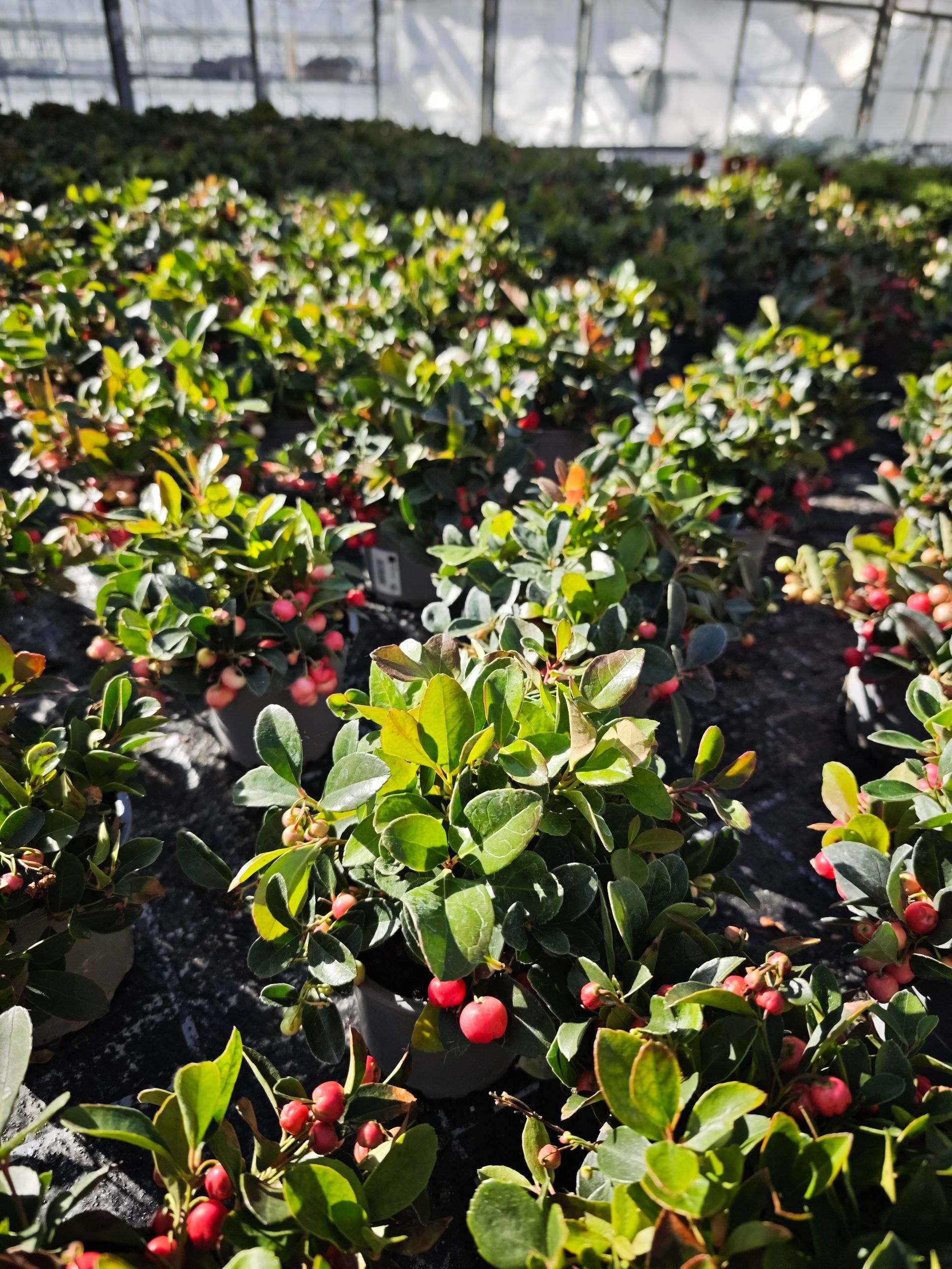 Reihen von Erdbeerpflanzen mit grünen Blättern und leuchtend roten Beeren wachsen auf einem sonnigen Feld