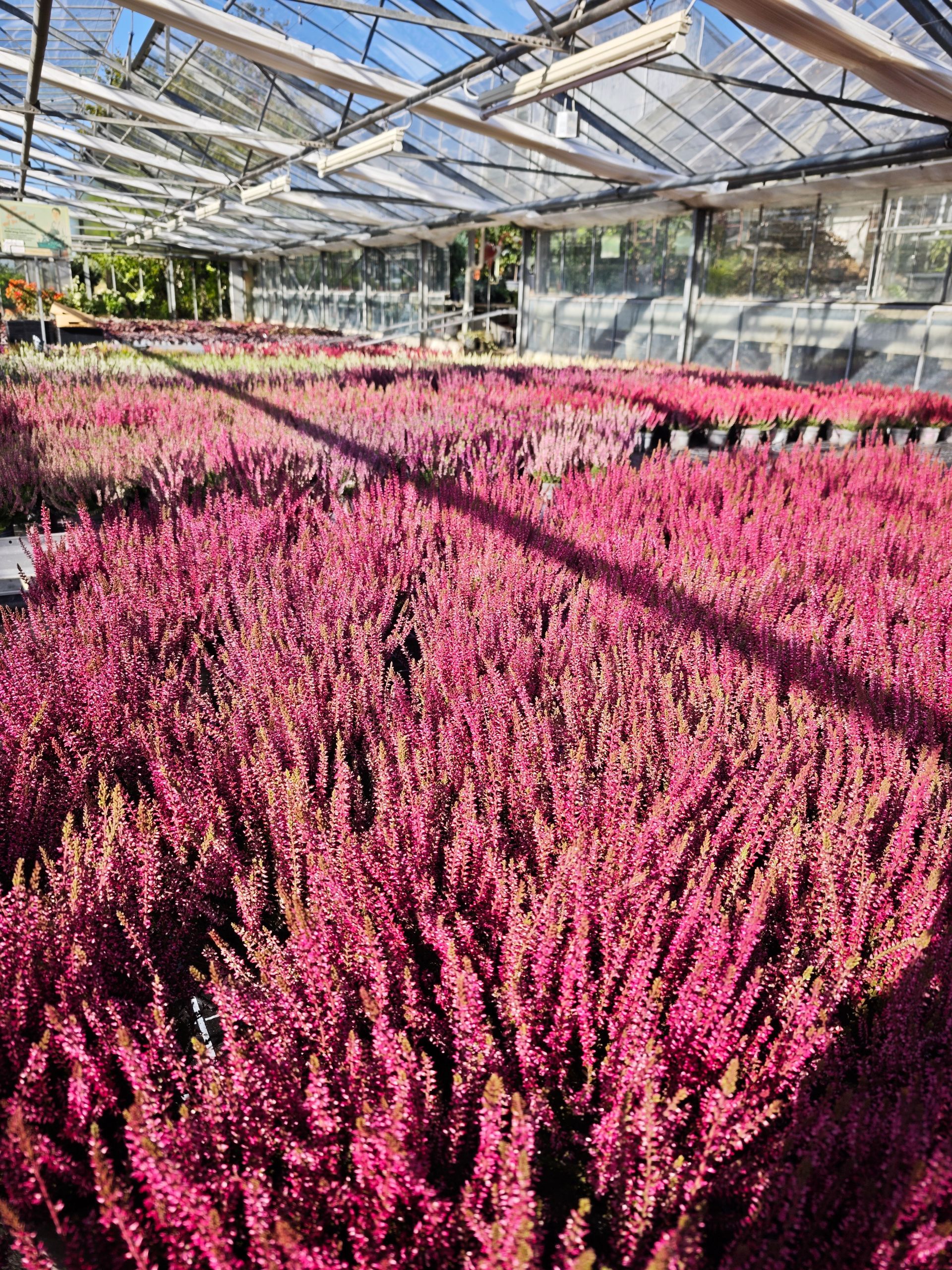 Reihen leuchtend rosa Blüten in einem sonnendurchfluteten Gewächshaus mit Glasdach, dessen Schatten auf die Pflanzen fallen.