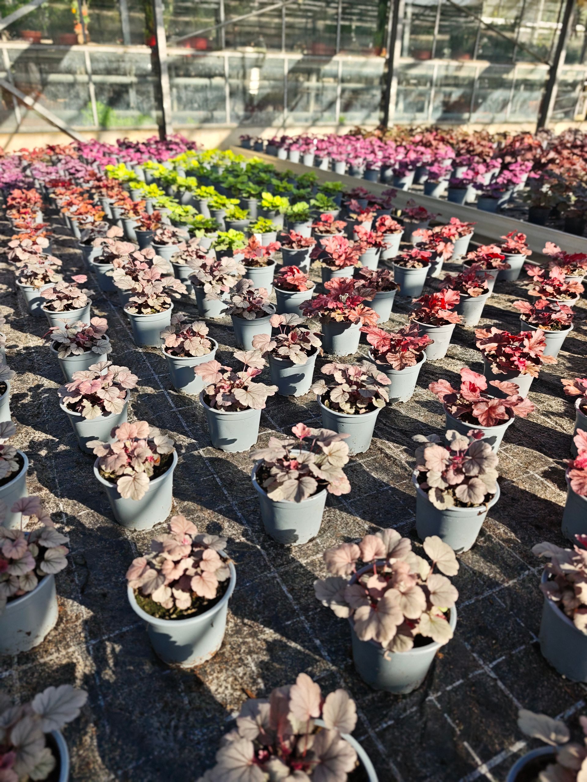 Reihen von Topfsukkulenten in einem Gewächshaus, mit rosa, roten und grünen Pflanzen in ordentlichen Schalen.
