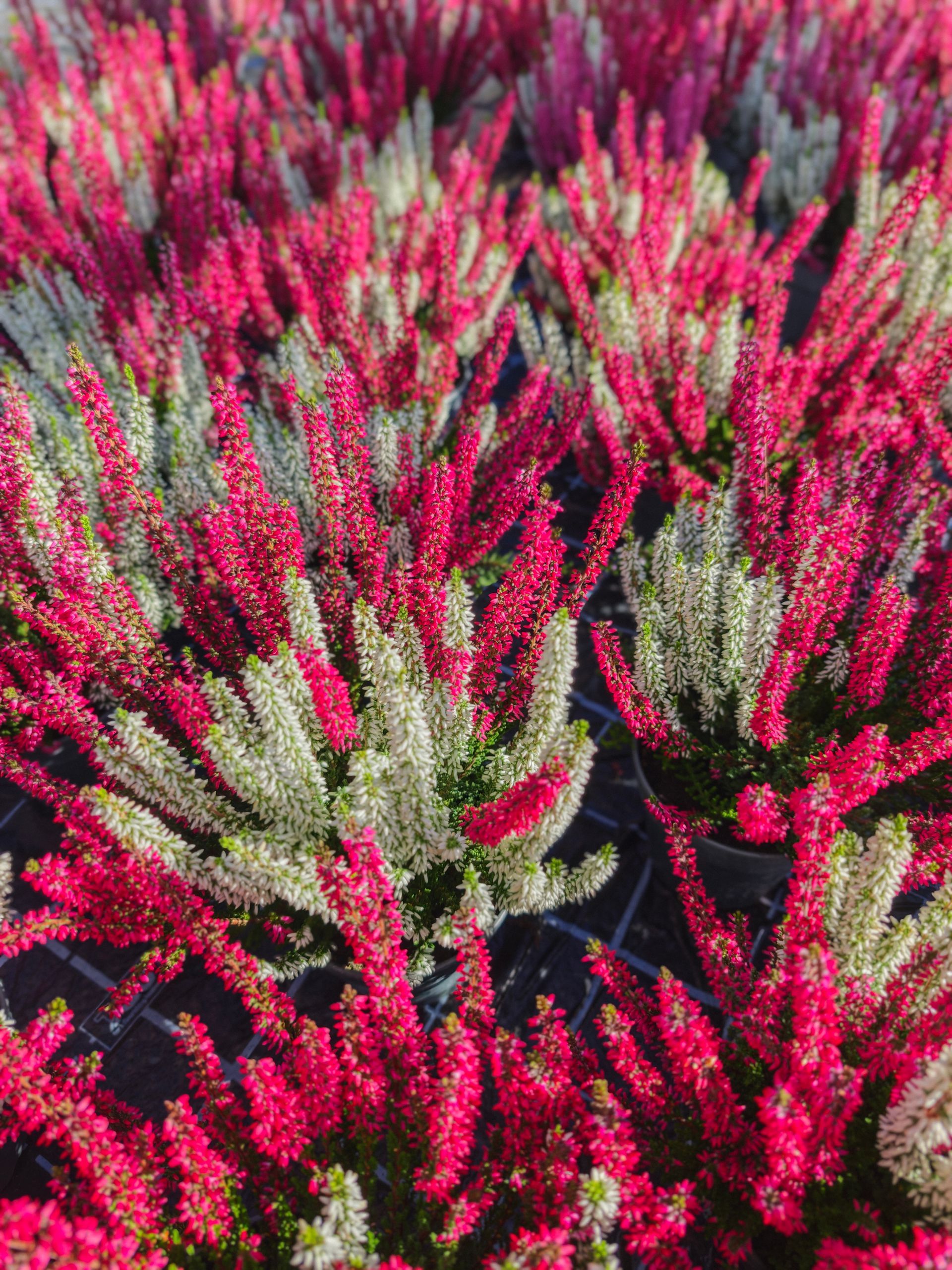Dichte rosa und grüne Heidekrautblüten füllen den Rahmen