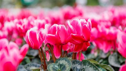Reihen bunter Chrysanthemen in Rot-, Rosa-, Orange- und Gelbtönen.