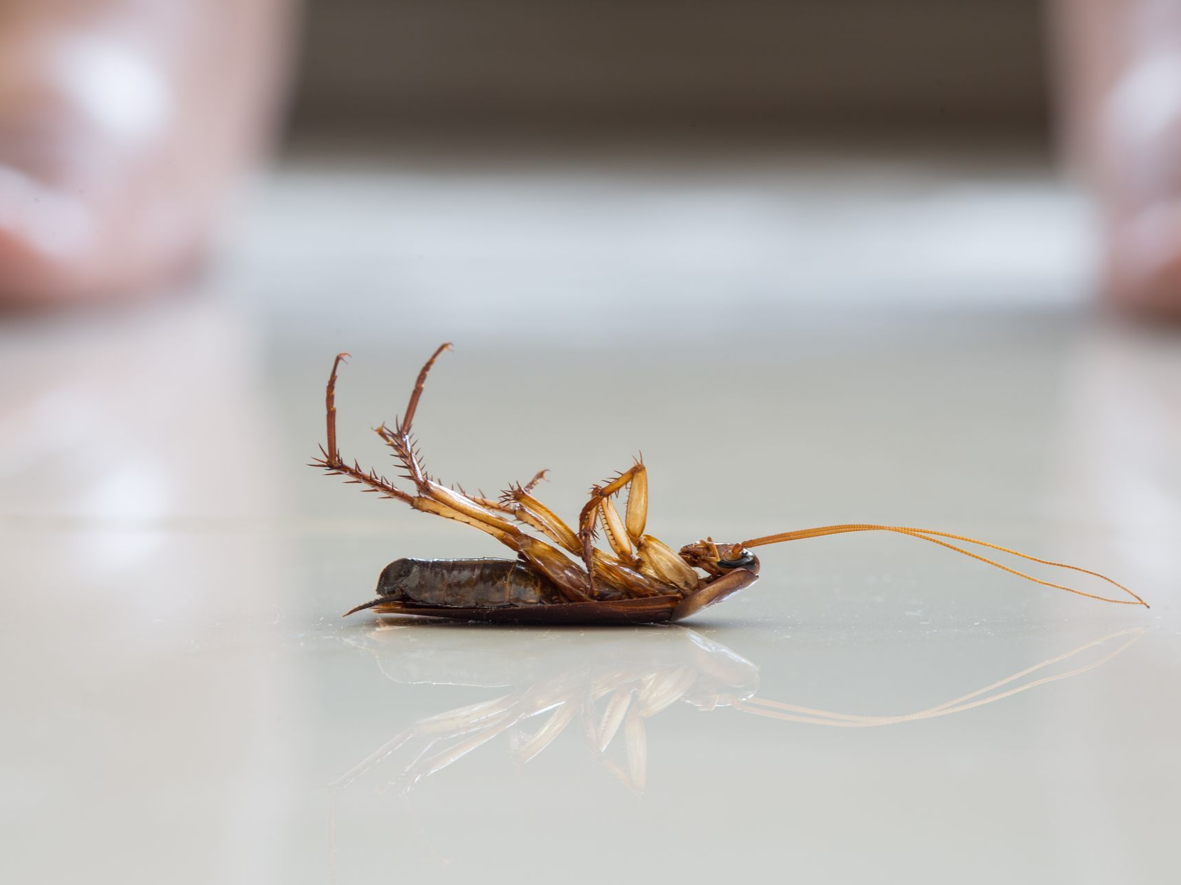 Cafard mort sur le sol.