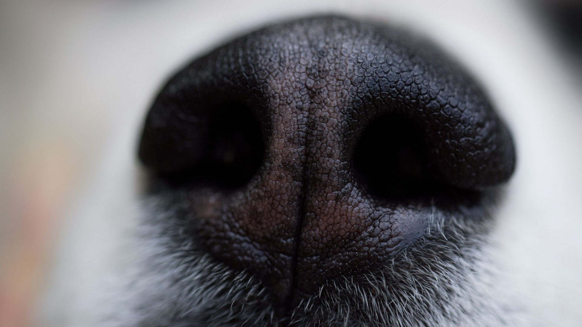 Gros plan sur le museau d'un chien.