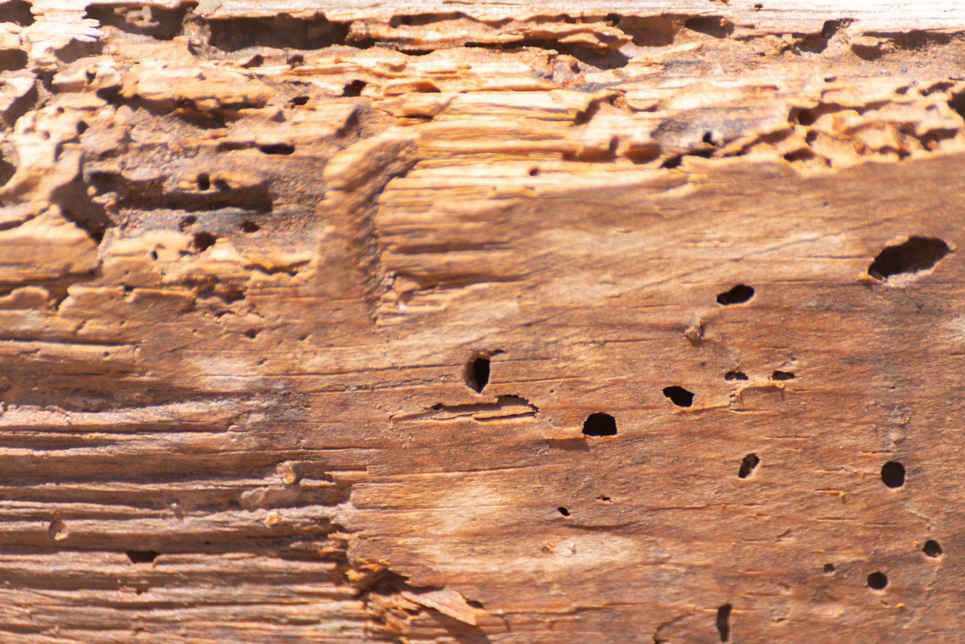 Gros plan sur du bois présentant de nombreux petits trous et montrant des signes de dégâts causés par les insectes.