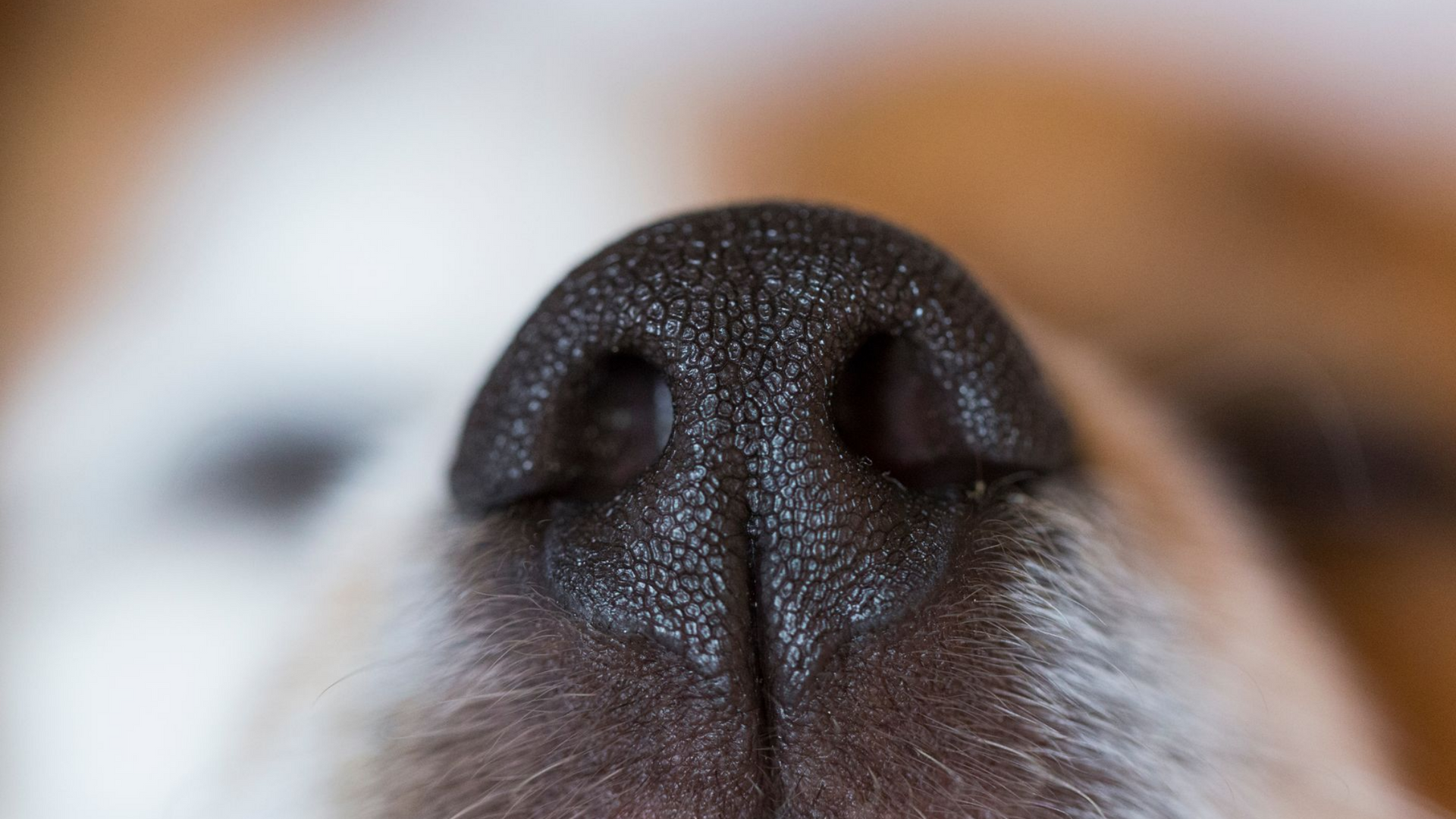 Gros plan sur la truffe d'un chien.