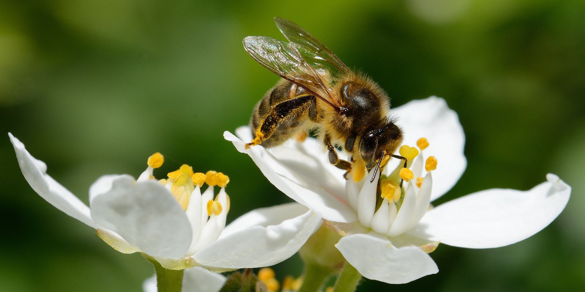 Une abeille butinant une fleur.
