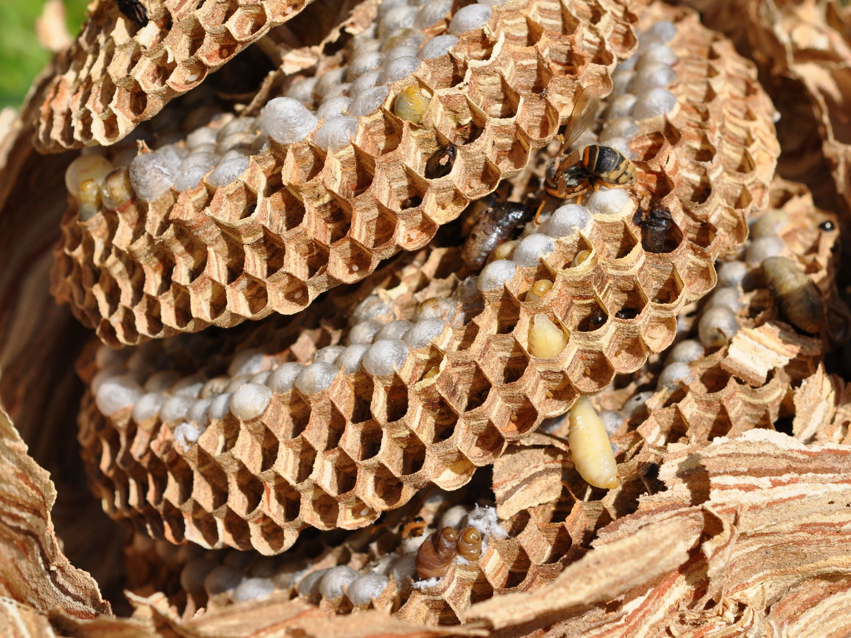 Nid de guêpes avec des larves.