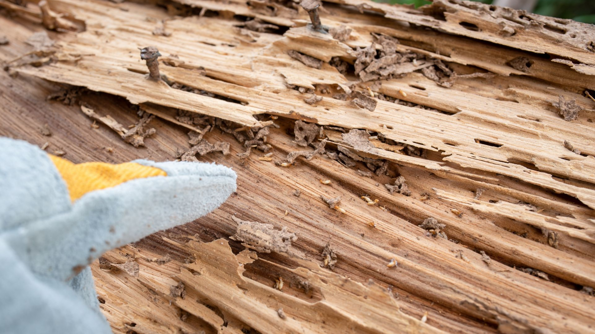 Main gantée examinant du bois gravement endommagé par les termites.