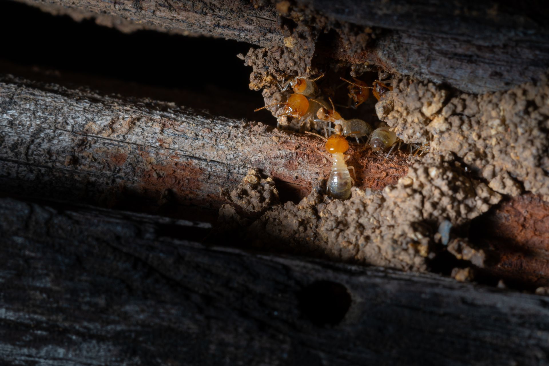 Termites dans une structure en bois, creusant des galeries.