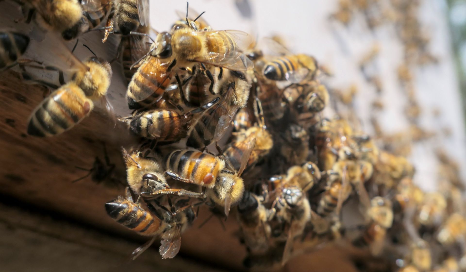 Abeilles regroupées sur une surface en bois.