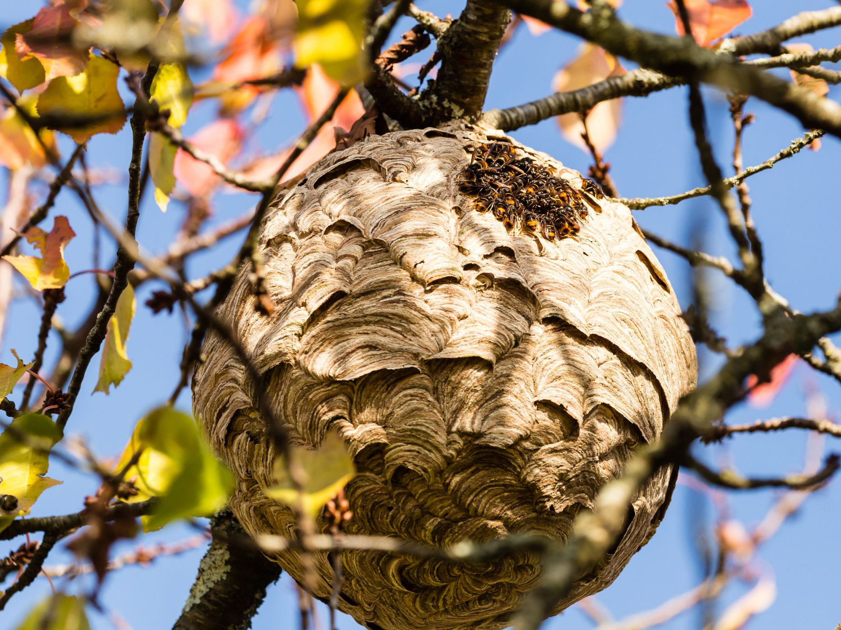 Gros nid de guêpes construit dans un arbre.