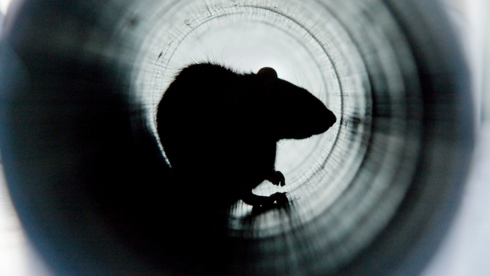 Silhouette d'un rat à l'intérieur d'un tuyau.