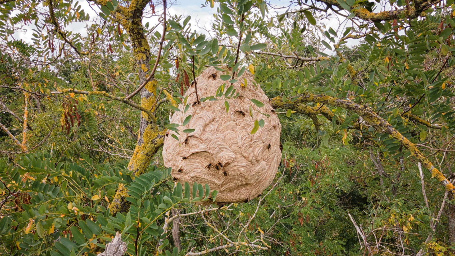 Un nid de frelons suspendu à un arbre.