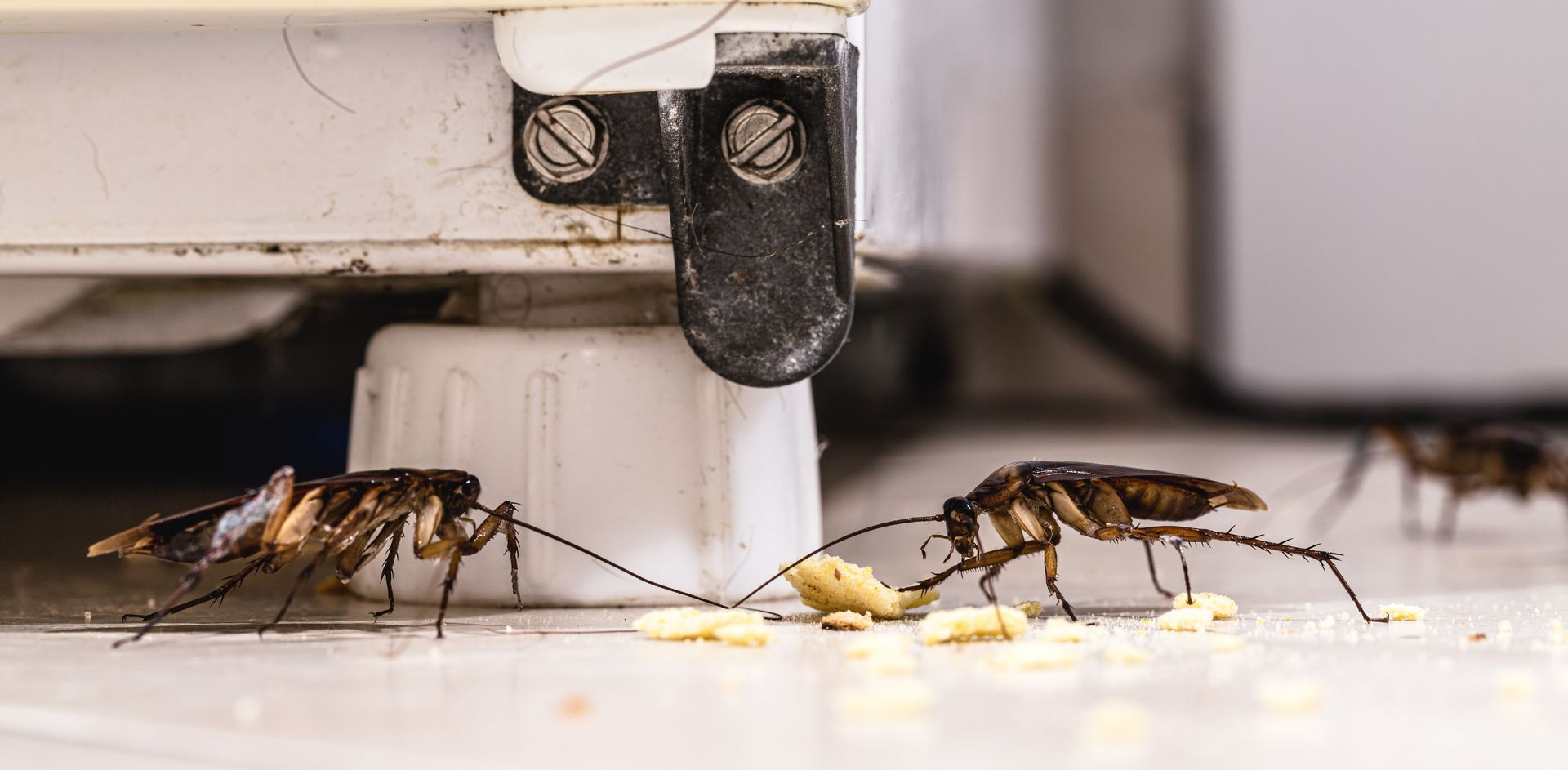 Des cafards se rassemblent pour manger des miettes sur un sol carrelé.