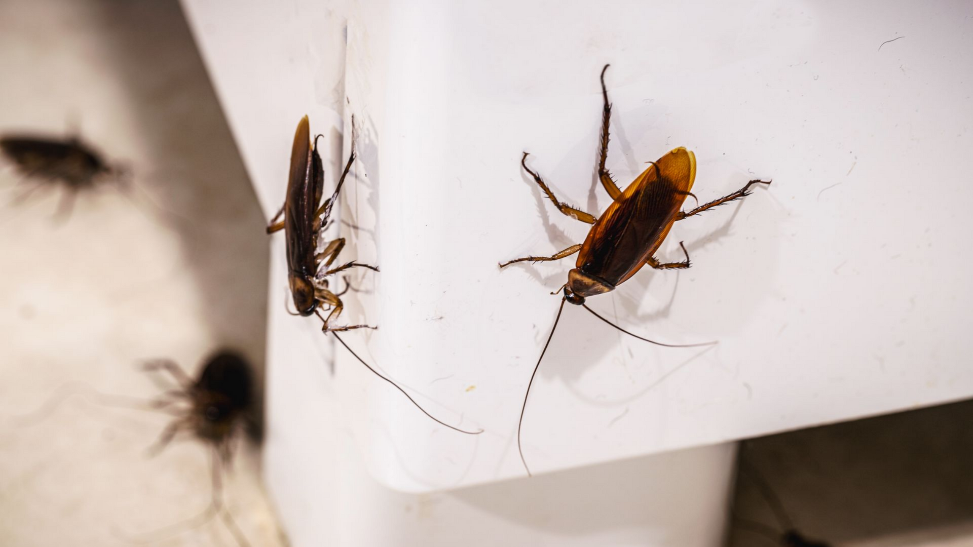 Cafards sur un meuble.