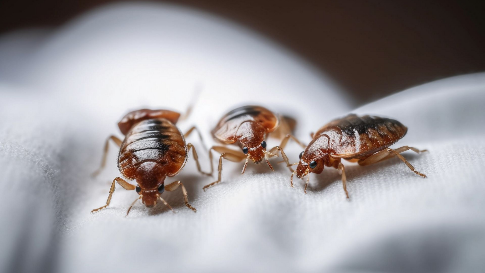 Trois punaises de lit sur un tissu blanc.