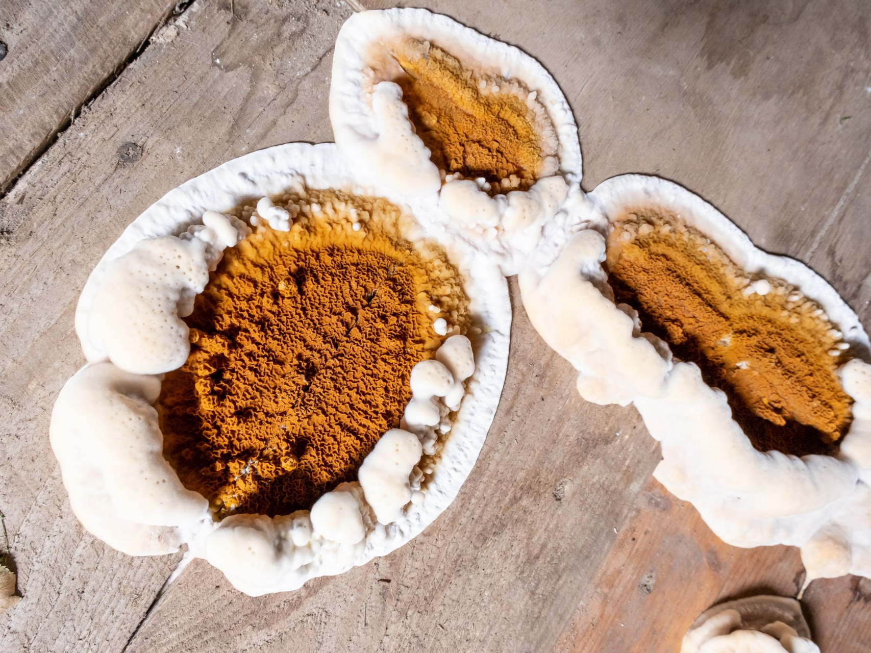 Moisissure blanche et mousseuse.