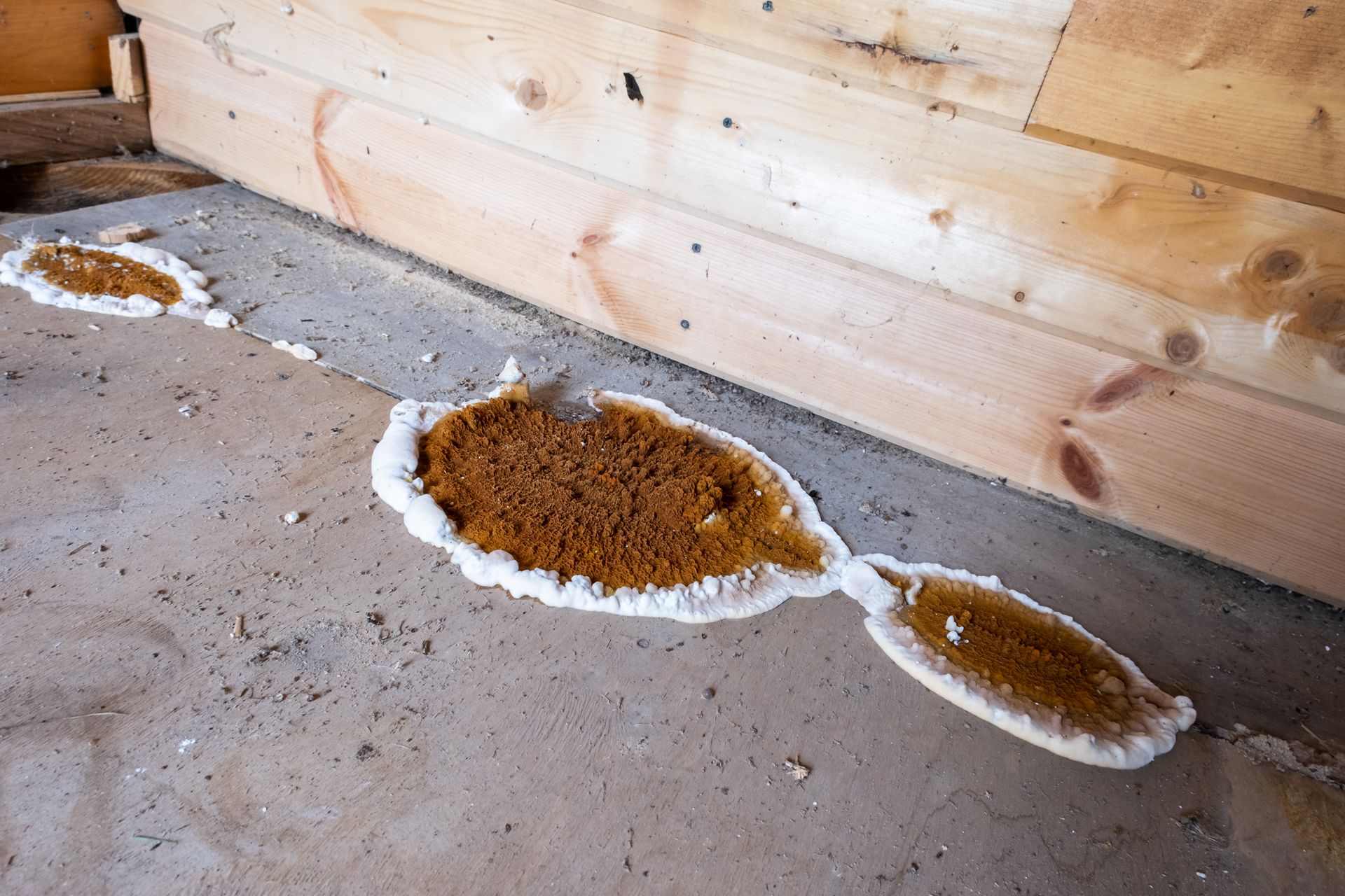 Champignons appelés mérule.