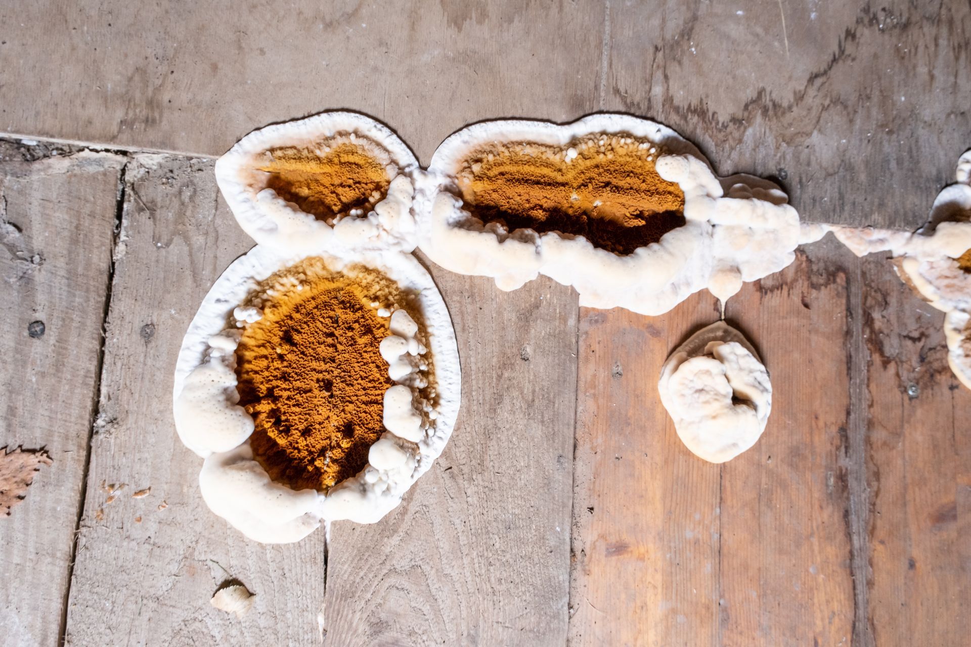 Développement de champignons.