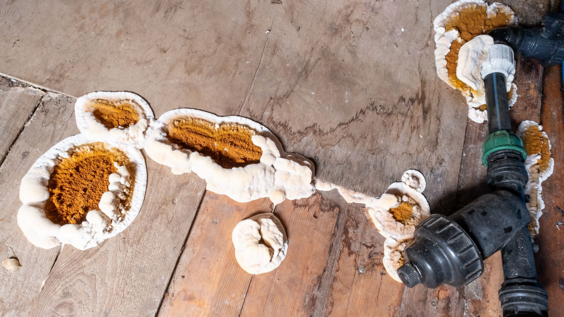 Présence de mérule.