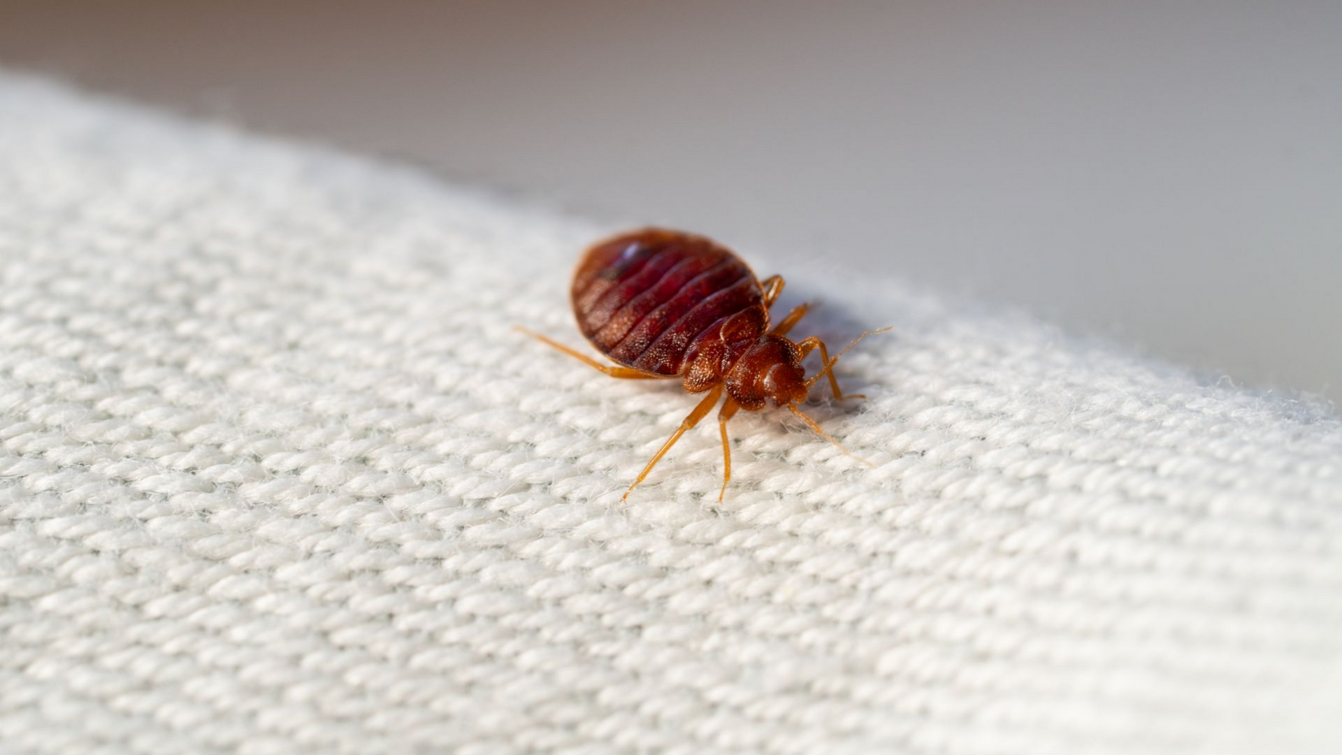 Punaise de lit sur tissu blanc, corps ovale brun rougeâtre.