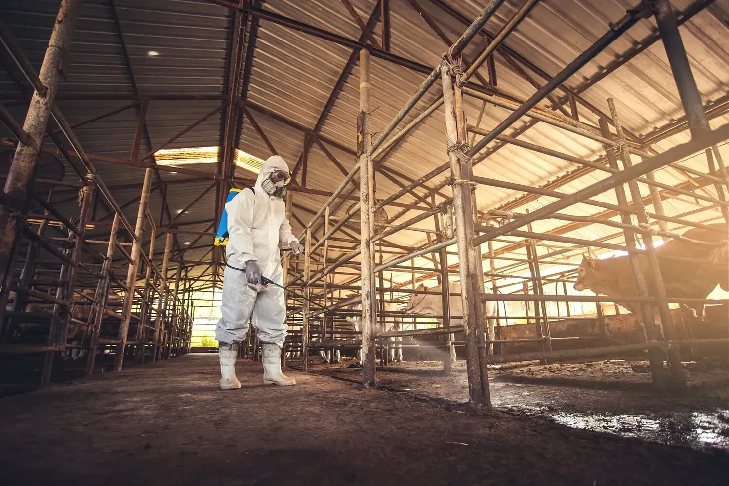 Un hombre con un traje de protección está rociando el corral de una vaca con un pulverizador.