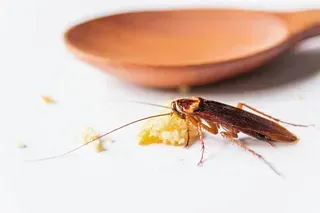 Una cucaracha está comiendo un trozo de comida al lado de una cuchara de madera.
