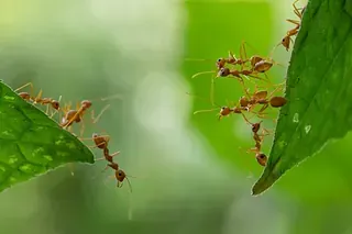 Un grupo de hormigas rojas se arrastra sobre una hoja verde.